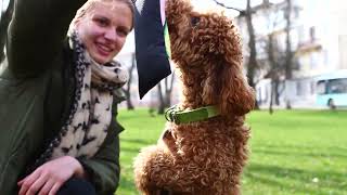 Collar (Коллар) Waudog Fun игрушка для собак с пищалкой, рисунок "Авокадо"