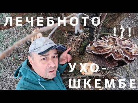 ГЪБАТА УХОШКЕМБЕ ЛЕЧЕБНА ЯДЛИВА AURICULARIA MESENTERICA #foraging#mushroom#fungi#medicinalmushrooms