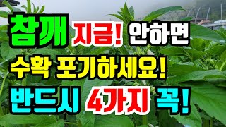 참깨 꽃피기 시작하면 지금 해야할 4가지, 반드시 하셔야 참깨 수확할 수 있어요.비오기전에 하세요!