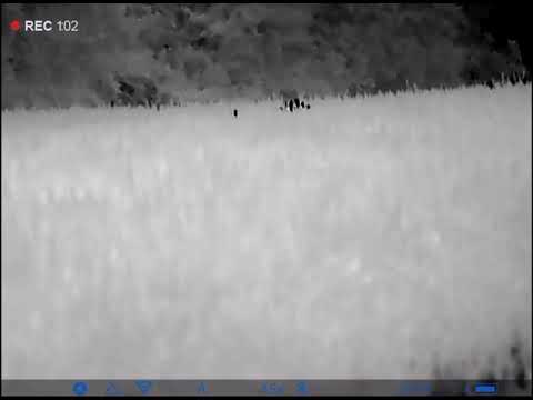 Keiler erlegt - Sommerpirsch im Weizen I Wild Boar Hunting #waidwerknatur