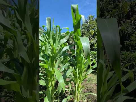 Chácara 2.200m² em Bocaiúva do Sul Paraná R$150 mil