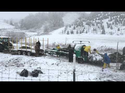 Harvesting Christmas Trees in the Snow at Severts Tree Farm 2014