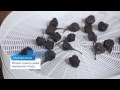 Сушка Ветерок 2 ЭСОФ-0,6/220 (6 решёток) Спектр-прибор - видео