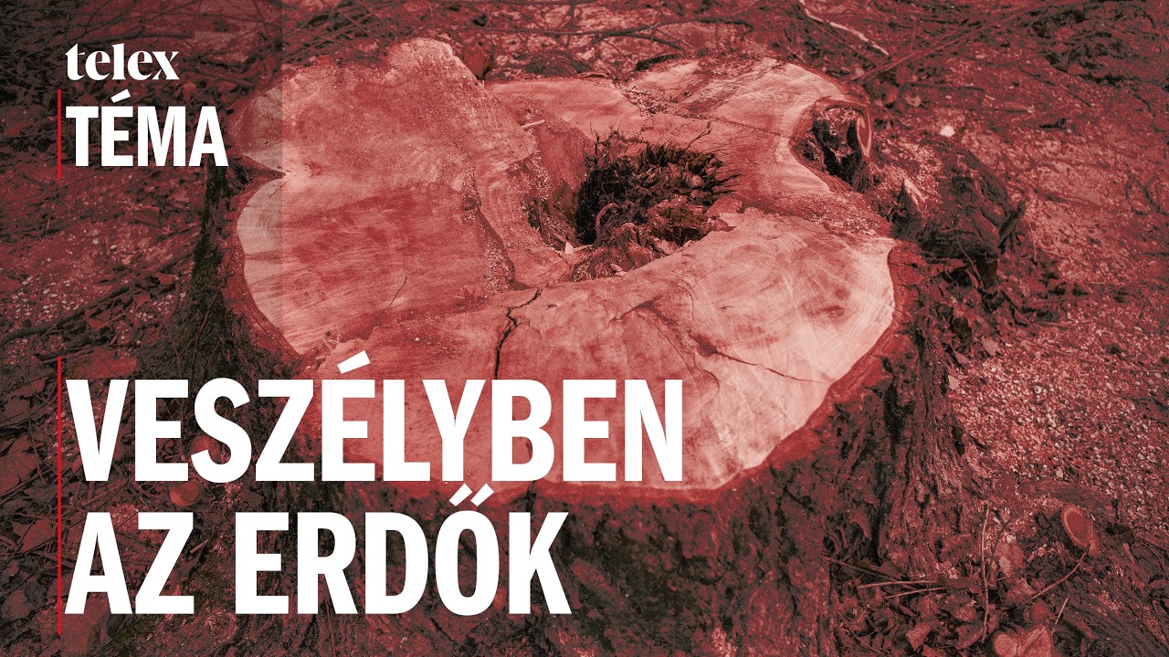 Ha ez így megy tovább, sztyeppéink lesznek erdők helyett