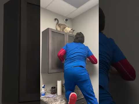 Tula said “nope, not today” 😂😂#veterinarian #cat #nope