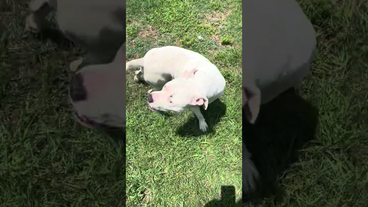 Enlarge Keno, a Adoptable Pit Bull Terrier in Rocky Mount, NC video 2/2