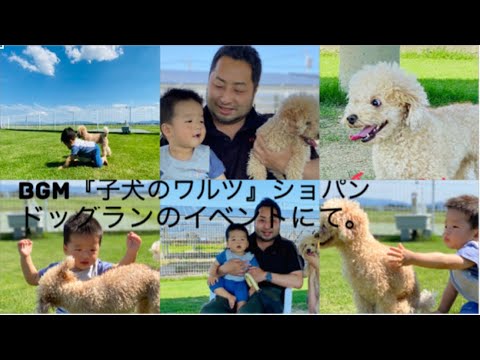 こども学科 【特別編】ショパン『子犬のワルツ』をBGMにした動画