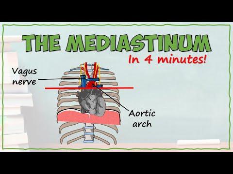 The Mediastinum