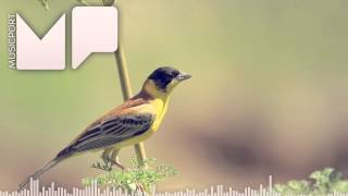 Saltillo - Backyard Pond