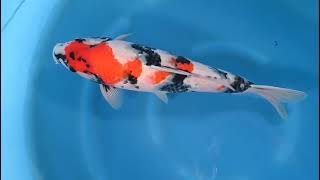 video van Showa 2311012