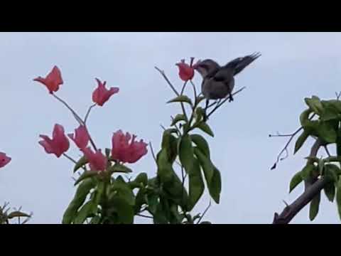 A letter was sent to kamaatchi this morning 😀 | Poove Ilaya poove