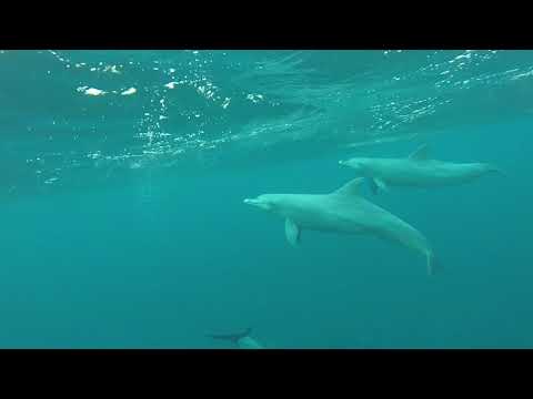 Dolphin Adventure