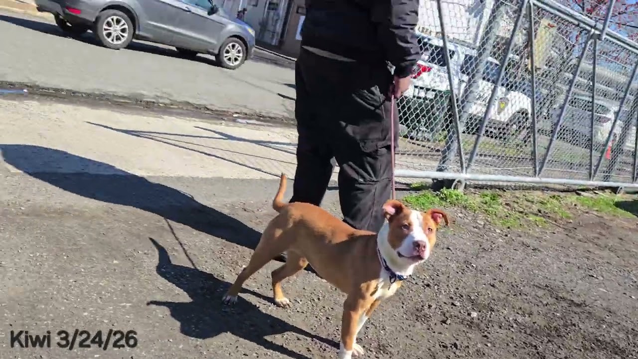Enlarge Kiwi, a ADOPTABLE Pit Bull Terrier in Trenton, NJ video 3/3