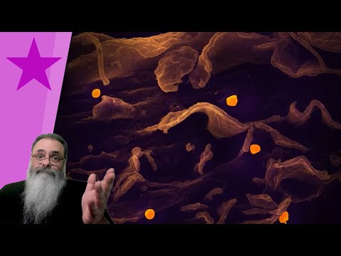 INDIA anuncia EPIDEMIA de VIRUS NIPAH: TEREMOS uma NOVA PANDEMIA MUNDIAL? NÃO, por DOIS MOTIVOS