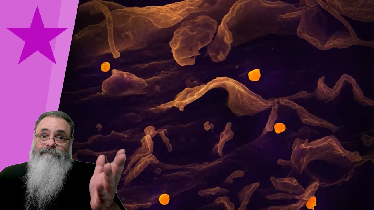 INDIA anuncia EPIDEMIA de VIRUS NIPAH: TEREMOS uma NOVA PANDEMIA MUNDIAL? NÃO, por DOIS MOTIVOS