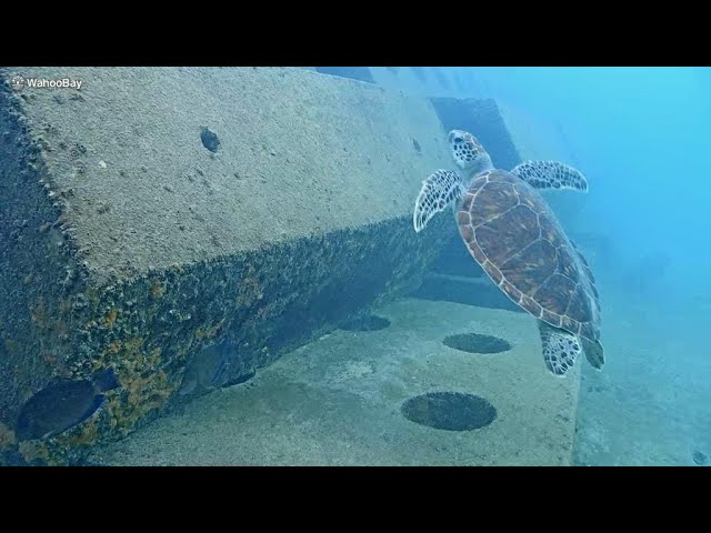 Live webcam view of Wahoo Bay Underwater Reef Cam