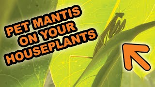Pet Praying Mantis — Living on Your Houseplants