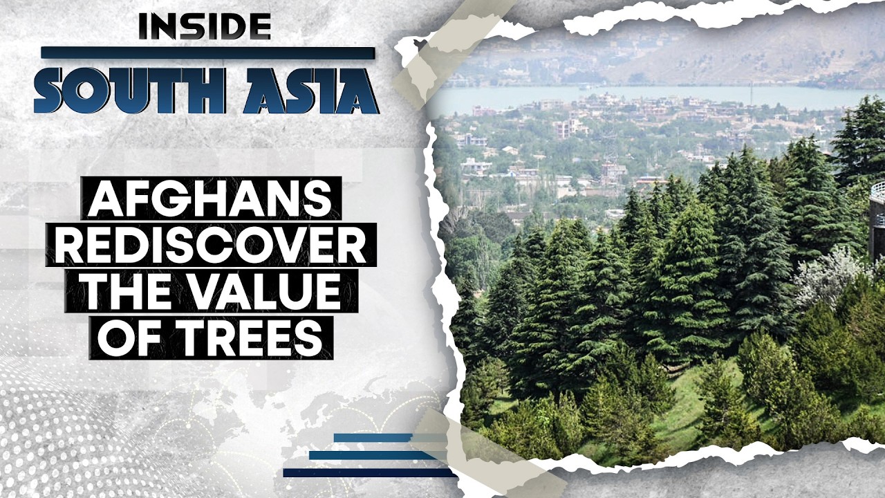 Nationwide Reforestation Movement in Afghanistan | WION | Inside South Asia