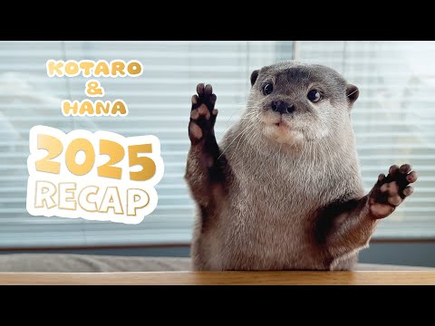 これを見ればカワウソコタハナの一年がわかる！スペシャル総集編　Otter Kotaro & Hana | 2025 Recap