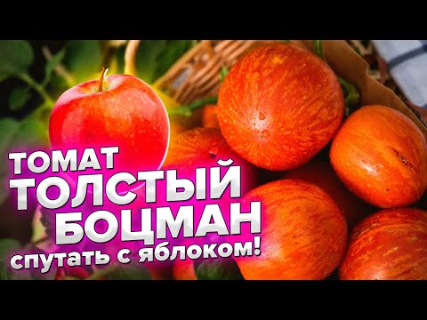 ПОМИДОР БЕЗ БЕЛЫХ ПРОЖИЛОК, ПАСЫНКОВАНИЯ и ФОРМИРОВКИ! ТОМАТ ТОЛСТЫЙ БОЦМАН