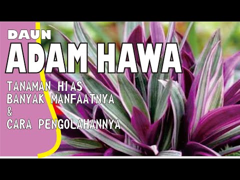 , title : 'ADAM HAWA........... TANAMAN HIAS BANYAK MANFAATNYA UNTUK KESEHATAN DAN CARA PENGOLAHANNYA'