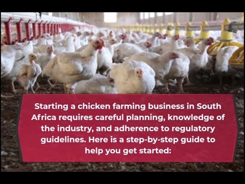 , title : 'Guide to starting chicken farming in South Africa'