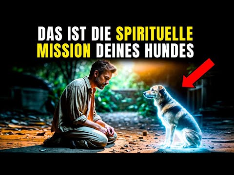 Spirituelle Mission der Hunde | Deshalb sind sie in Ihr Leben gekommen