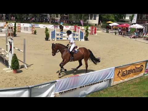 13yo mare by Cristo x Locato