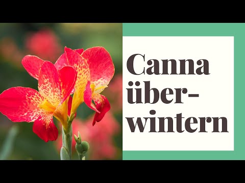 Overwintering Canna - This is how you can make Canna winter-proof!