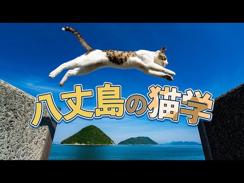 八丈島における猫の民話を集めた本、すごすぎる