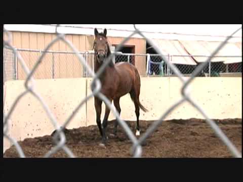 Smarty Jones: A Pennsylvania Champion | Parte I