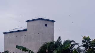 Download lagu Respon Pagi hari SP TOMBAK RAJA SI INAP LIUR 77 REVISI mp3 Download lagu Respon Pagi hari SP TOMBAK RAJA SI INAP LIUR 77 REVISI mp3