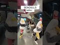 When Seagulls Get Into McDonald S
