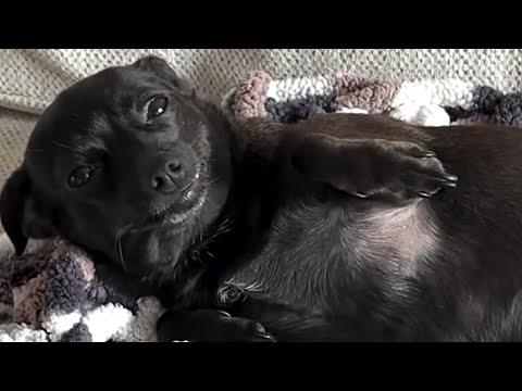 Un perro rescatado mira a su madre con una sonrisa muy dulce