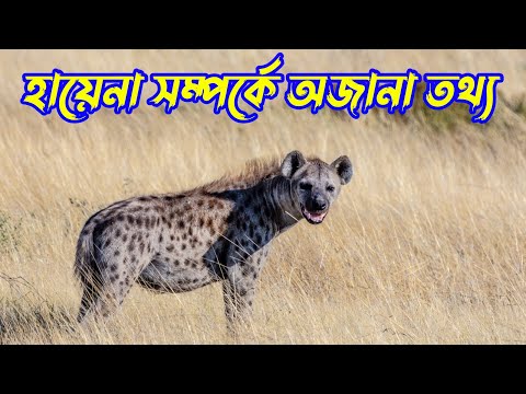 Unknown Facts About Hyena | Facts About Hyena