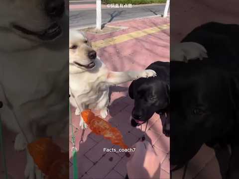 True Friendship Between Two Dogs