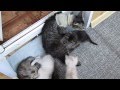 Мои котики 