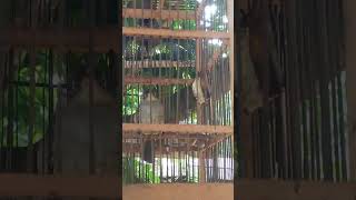 Download lagu suara merbah mata putih gacor mp3