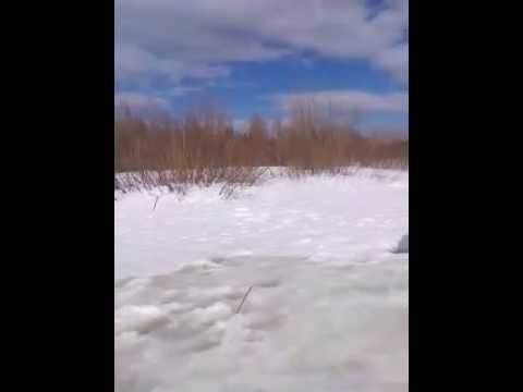 Норка таскает рыбу