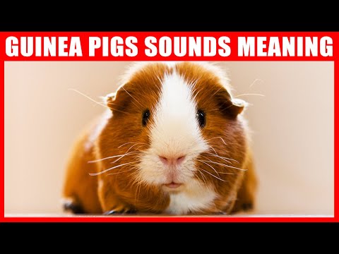, title : 'Guinea Pig Sounds and What They Mean'
