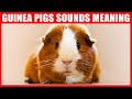 Guinea Pig Sounds And What They Mean