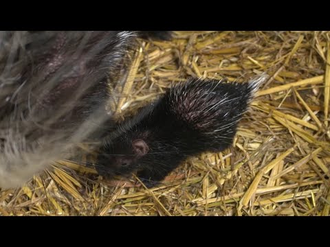 比利時動物園出人意料的豪豬雙胞胎誕生了 (Surprise porcupine twins born at Belgian zoo)