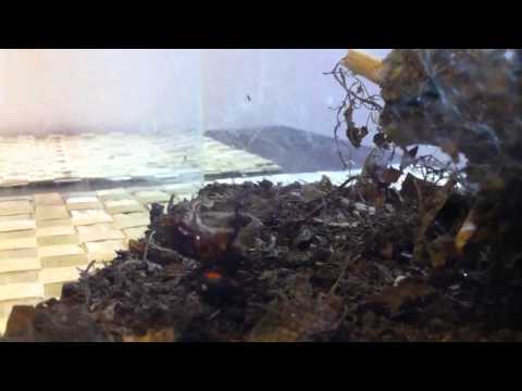 Latrodectus menavodi killing a cockroach