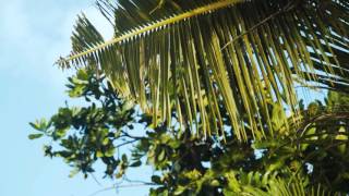 Invasion: Poem written by Arielle Lowe at the 2016 Center for Island Sustainability Conference