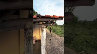 Download lagu Watch as a Snake Enters the Bamboo Structure of the Roof! mp3