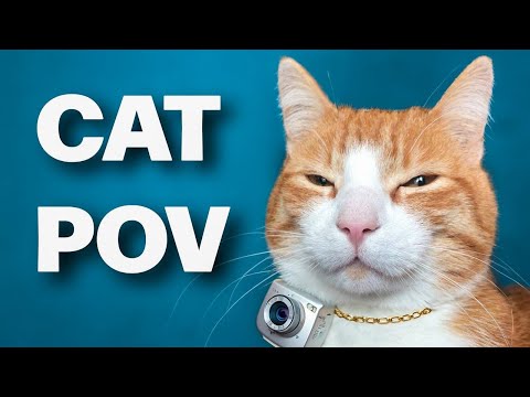 Cat POV / Cat with Camera 🔴 / Ros' Unedited Clips Stream #15