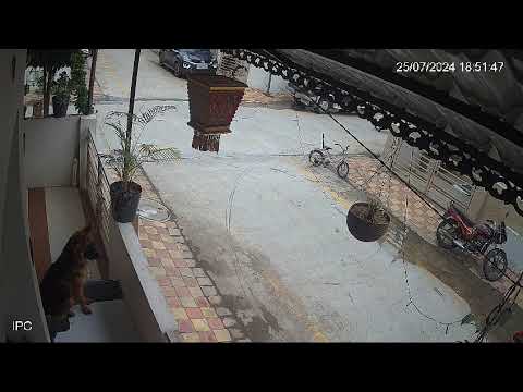 Heroic German Shepherd Saves Child from Street Dog Attack | RockC the GSD