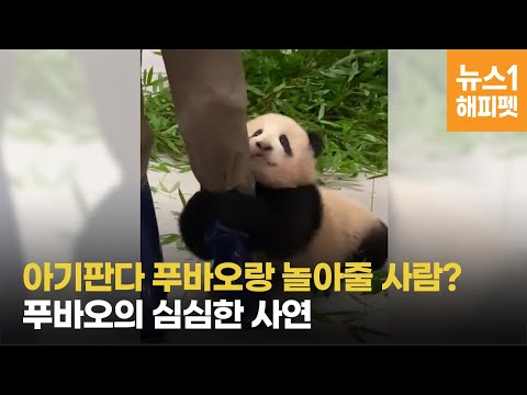 "'글로벌 인싸' 등극"…에버랜드 '푸바오' 영상, 유튜브 1000만 돌파 - 뉴스1