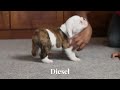 English Bulldog dogs for sale: Diesel - Video 1