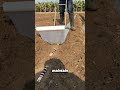 Grow Sugarcane from Leftovers in Your Garden!